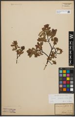 Foto von Salix waldsteiniana Willd.